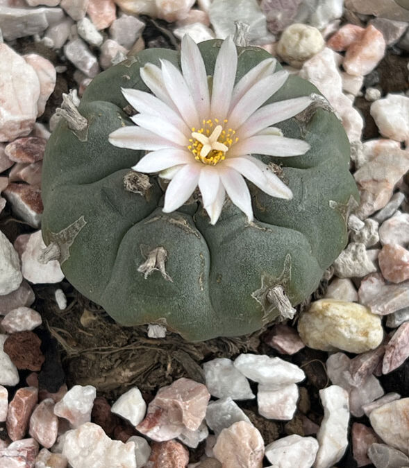 La extinción del peyote