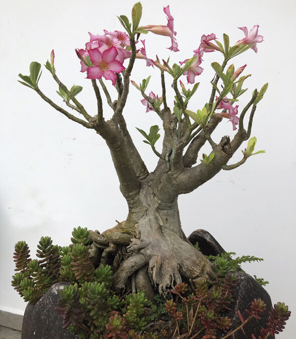 Naturalia